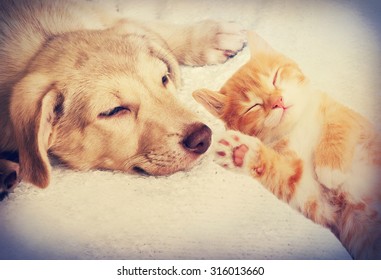 Kitten And Puppy Sleeping