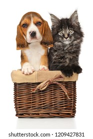 Kitten and puppy together in wicker basket on a white background