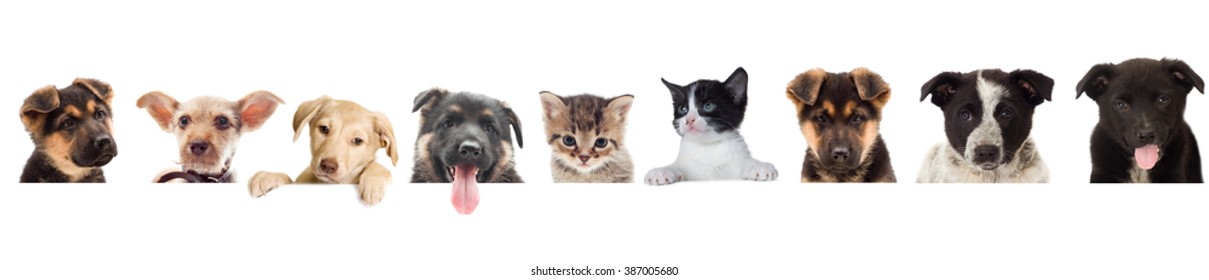 Kitten And Puppy  Watching On A White Background