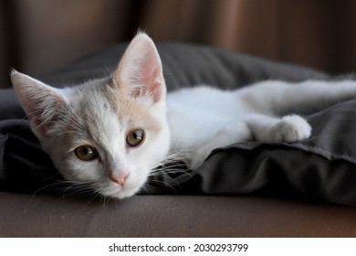 Kitten Relaxing On A Pillow, Shot From Below