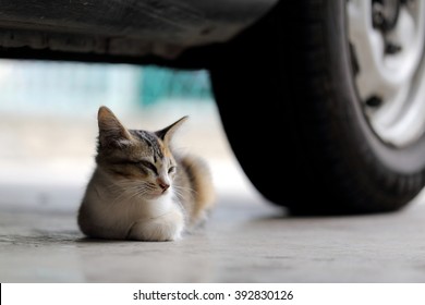 A Kitten Resting Beneath a Vehicle Adjacent to its Wheel, Not Knowing the Danger and Safety Hazard Associated with the Act or Behavior