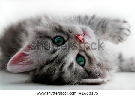 Kitten rests - isolated