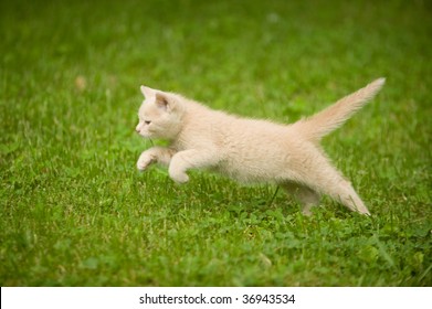 Kitten Running Through Grass Playing Stock Photo Edit Now