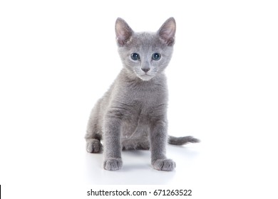 Kitten Russian Blue Cat (isolated On White)