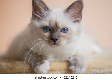 Chat Sacre De Birmanie Images Stock Photos Vectors Shutterstock