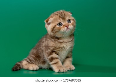 Chocolate Scottish Fold Images Stock Photos Vectors Shutterstock