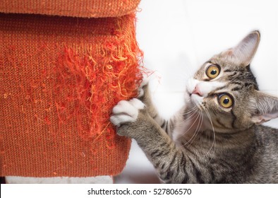 Kitten Scratching Orange Fabric Sofa