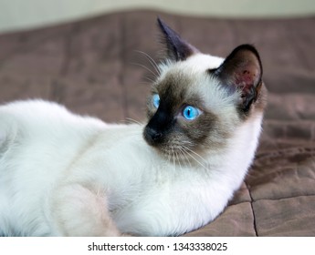 1000 Seal Point Kitten Stock Images Photos Vectors Shutterstock