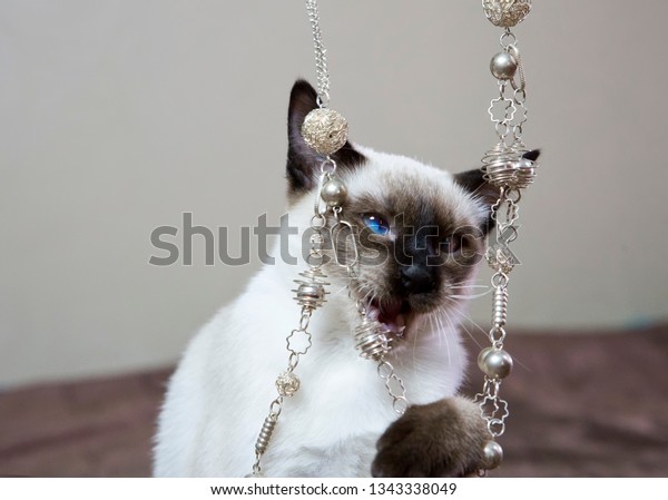 Kitten Shorthaired Color Seal Point Plays Stock Photo Edit Now