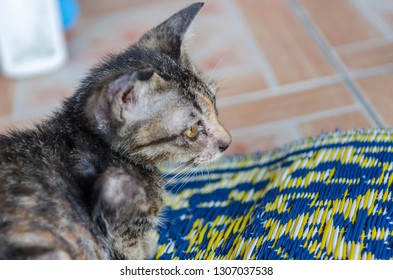 Kitten Sick Cat Flu Wet Eyes Stock Photo 1307037538 | Shutterstock