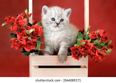 The kitten sits in a gift basket with flowers and looks to the side. Kitten in a basket with red roses isolated on a red background. Kitten among red roses. A month old kitten. Scottish purebred cat.