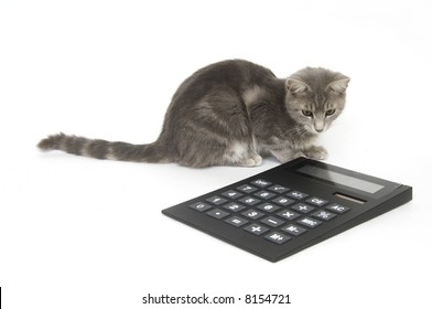 Cat Calculator Images Stock Photos Vectors Shutterstock