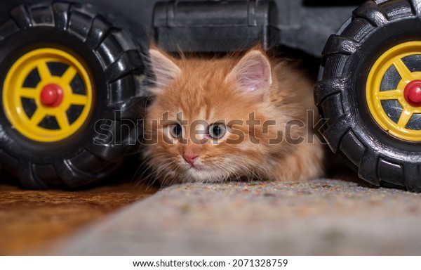 The kitten sits next to a toy dump truck. Cat and\
truck. Horizontal photo.
