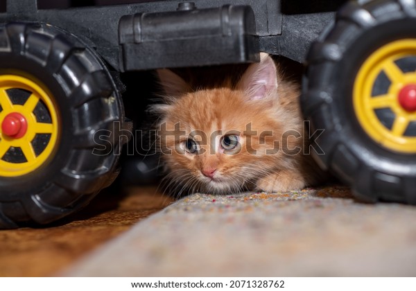 The kitten sits next to a toy dump truck. Cat and\
truck. Horizontal photo.