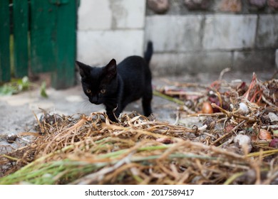 The Kitten Sits On A Stone Hearth; The Kitten In The Garden