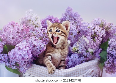 the kitten is sitting in a basket full of spring lilacs and meows loudly