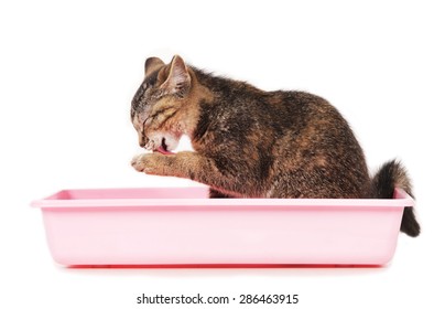 Kitten Sitting In Cat Litter Box Cleaning Its Paw