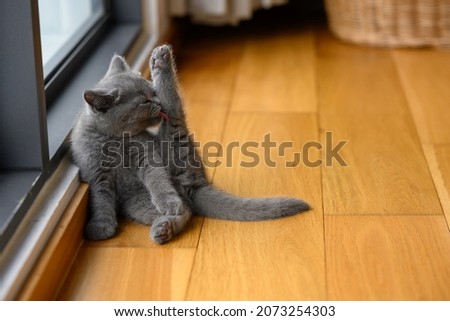 Kitten sitting with legs elevated and licking herself clean, cute little blue British Shorthair cat sitting on a wooden floor by the window in the house.