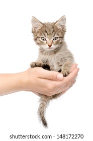 kitten-sitting-on-palm-isolated-260nw-14