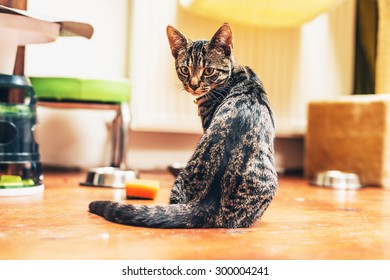 Kitten Sitting On The Wooden Floor In The Kitchen Waiting For Food Looking Back At The Camera With A Curious Expression, Low Angle View