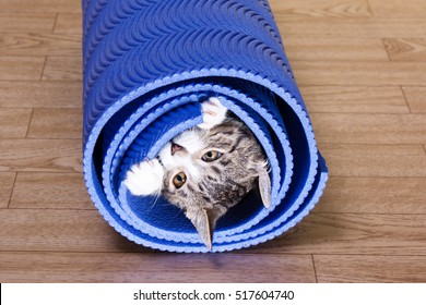 Kitten Sitting On A Yoga Mat. Cat Bites Mat Exercise