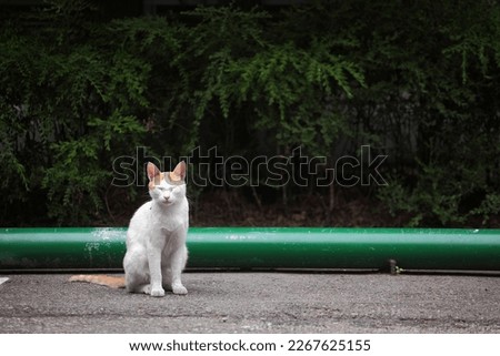 a kitten sitting in a parking lot with its eyes closed