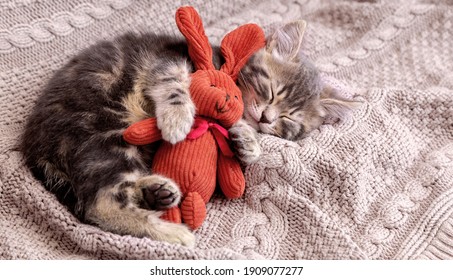 Kitten sleep on cozy blanket hug toy easter bunny. Fluffy tabby kitten snoozing comfortably with plush rabbit hare on knitted pink bed. Cat sweet dreams Copy space - Powered by Shutterstock