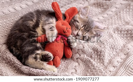 Kitten sleep on cozy blanket hug toy easter bunny. Fluffy tabby kitten snoozing comfortably with plush rabbit hare on knitted pink bed. Cat sweet dreams Copy space