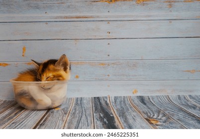 Kitten Sleeping In The Bowl. Black And Orange Stripped Baby Cat Relaxing - Powered by Shutterstock