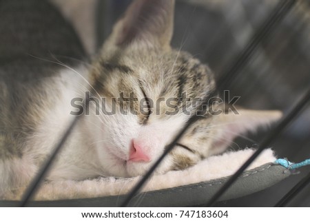 kitten sleeping in cage 