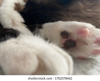 The kitten is sleeping in the condition of selfisolation