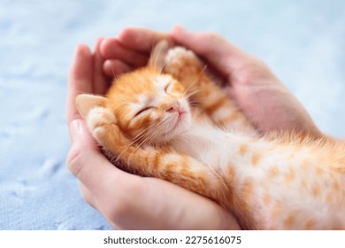 Kitten sleeping in man hands. Cozy sleep and nap time with pets. Pet owner and his pet. Ginger baby cat relaxing. Animal love.  - Powered by Shutterstock