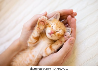 Kitten Sleeping In Man Hands. Pet Owner And His Baby Cat. Cozy Nap Time. Animal Love.