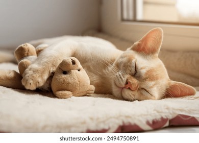 Kitten sleeping on a cozy blanket hugging a toy. A ginger Burmese kitten snoozes comfortably with a teddy bear on a cat bed. - Powered by Shutterstock