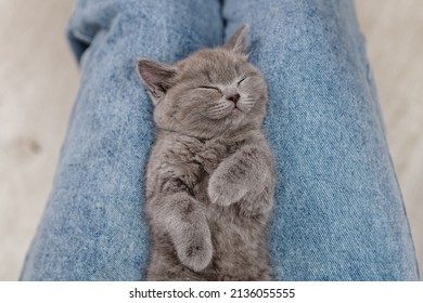 1,008 Girl sleeping on lap Images, Stock Photos & Vectors | Shutterstock