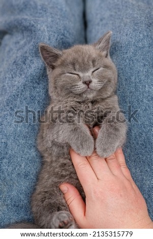 A kitten sleeping peacefully on the lap of a woman who caresses him with her hand
