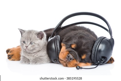 664 Cat Listening Audio Images, Stock Photos & Vectors | Shutterstock