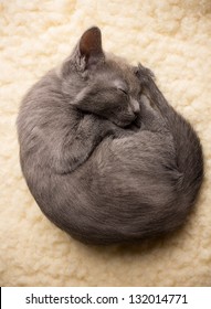 sleeping russian kitty pus voyeur