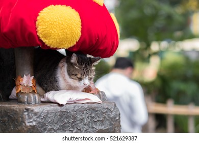 Kitten Sleeping Under Hachiko Statue At Shibuya Station. 