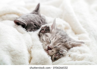 Kitten Sleeps With Its Legs Up. Pads On Legs Of Sleeping Kitten Covered With Warm Blanket On Fluffy Soft White Blanket. Family Couple Cats Resting Together. Sweet Dreams Domestic Pets