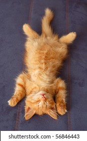 Kitten Lying On Back Images Stock Photos Vectors Shutterstock