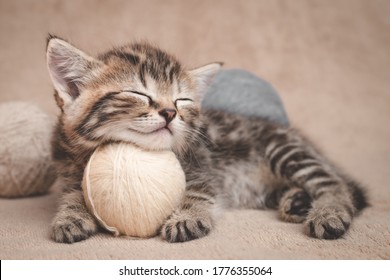 Kätzchen schlafen und ruhen sich den Kopf auf einem Ball aus Garnen.