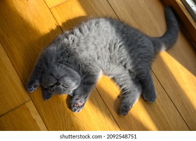 The kitten sleeps in the supine position with his hands up. Very funny and cute pose, a blue British Shorthair cat lying on a wooden floor in the room. - Shutterstock ID 2092548751