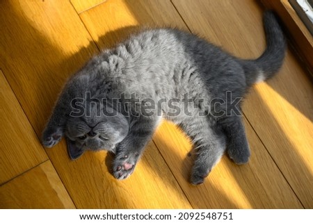 The kitten sleeps in the supine position with his hands up. Very funny and cute pose, a blue British Shorthair cat lying on a wooden floor in the room.