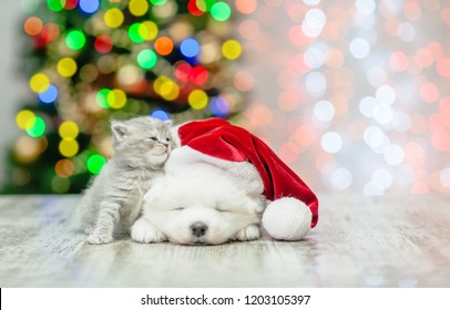 Kitten with sleepy white fluffy samoyed puppy in red santa hat  on a background of the Christmas tree