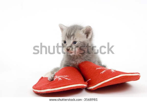 kitten slippers