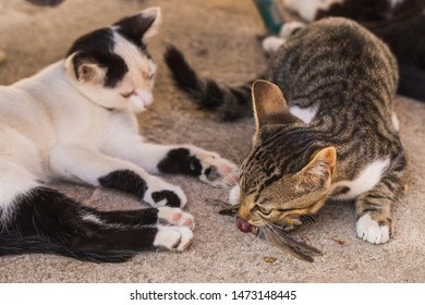 A kitten and a sparrow. Pet kills birds and eats them. The kitty is a predator. The young hunter. The world of cats. - Shutterstock ID 1473148445