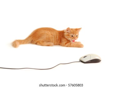 kitten spits to computer mouse isolated on white background