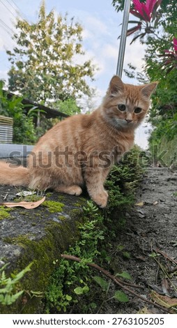 A kitten is staring at something intently. 