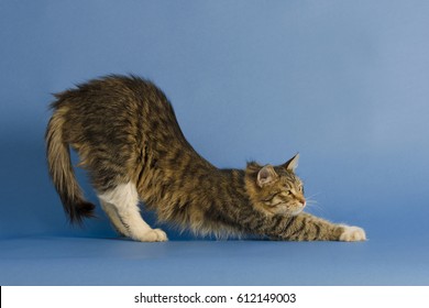 Kitten stretching against blue background. Cute tabby yoga cat stretching in studio.  - Powered by Shutterstock